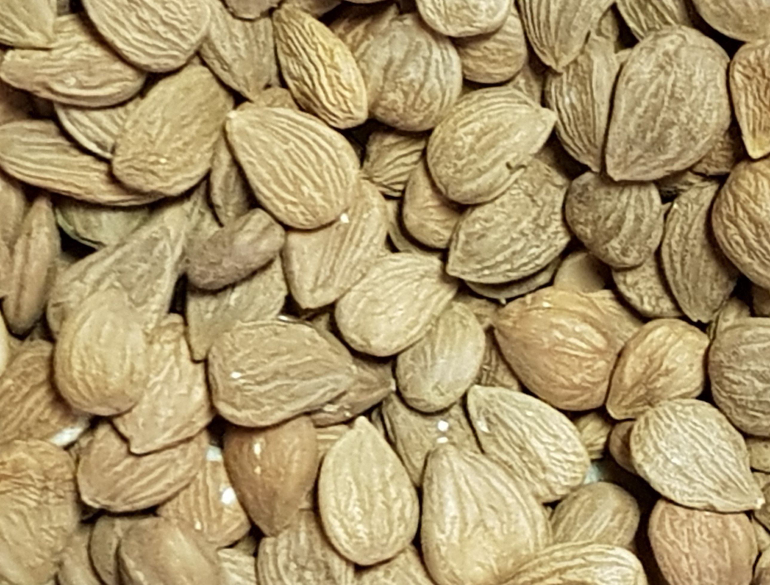 Bitter Apricot Kernels ( Prunus Armeniaca )