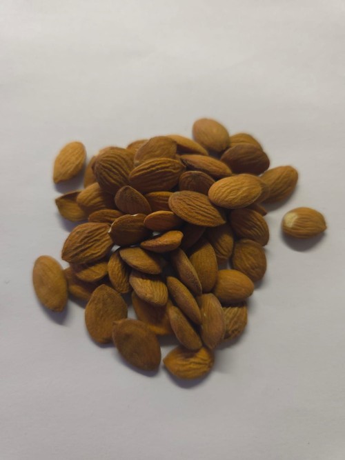 Peach kernels ( Prunus Persica )