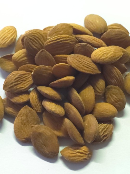 Peach kernels ( Prunus Persica )